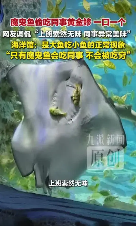 成都海洋世界的魔鬼鱼偷吃“同事”黄金鲹，网友调侃：“上班索然无味 同事又香又脆”；工作人员回应：属于大鱼吃小鱼的正常生态现象