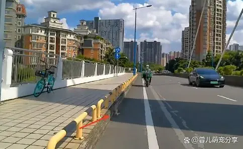 三年前，它被外卖小哥从大桥上救下，三年后，它的模样惊呆所有人