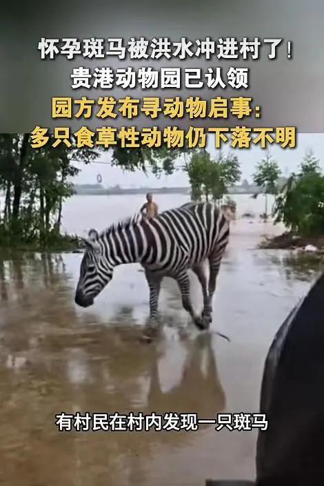 广西一动物园多只动物下落不明,怀孕斑马被冲进村里,部分猛兽溺亡,工作人员:老板怕猛兽伤人,灾前将笼车全部锁死