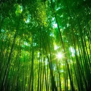 台风“巴威”神走位!江浙沪囤货白忙?背后真相令人深思