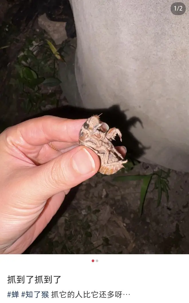 240元/斤,男子半夜不睡觉,钻进树林抓了一大盆,近期泛滥,有人一夜收入过万