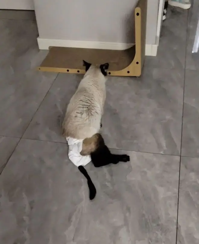 数千只瘫痪小猫，超六成吃过同一猫粮！消费者爆料：涉事品牌给过5000元“封口费”