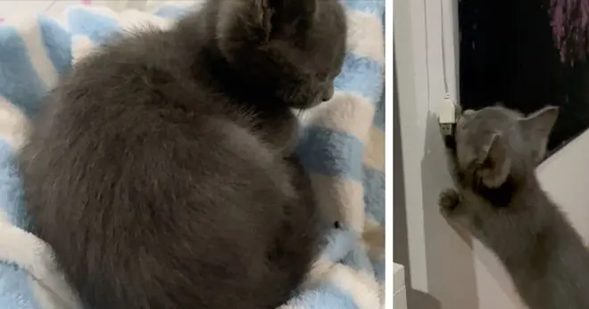两个月大猫咪吞下整罐金枪鱼，铲屎官吓到送医，兽医检查结果让人哭笑不得