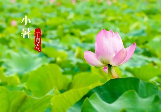 7月7日小暑，今年小暑不一般，60年不遇，有4大特点指啥？