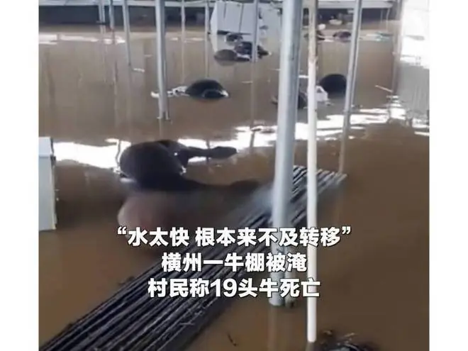 广西洪灾殃及大量动物：一动物园几乎被洪水吞噬，部分猛兽不幸溺亡；养殖场1.6万头猪被冲走，19头牛被淹死