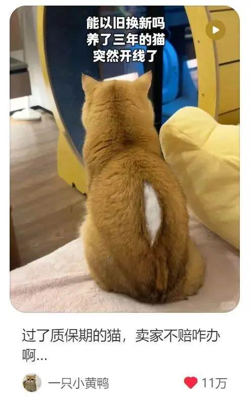 养了3年的猫突然开线了？网友以为是玩具，点开一看笑喷：快缝上