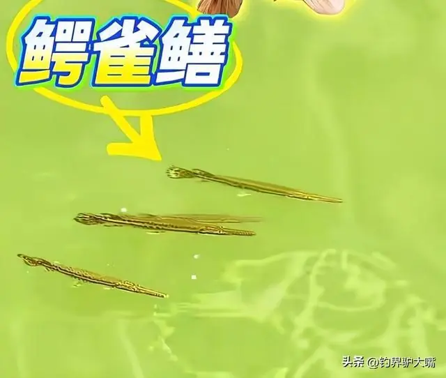 已经大量繁殖？广东一河道鳄雀鳝幼鱼泛滥，男子钓起十几条
