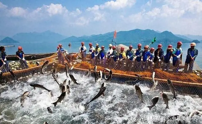 千岛湖的"毒计":曾每年投放千万尾鲢鳙,不仅仅为了养出有机鱼