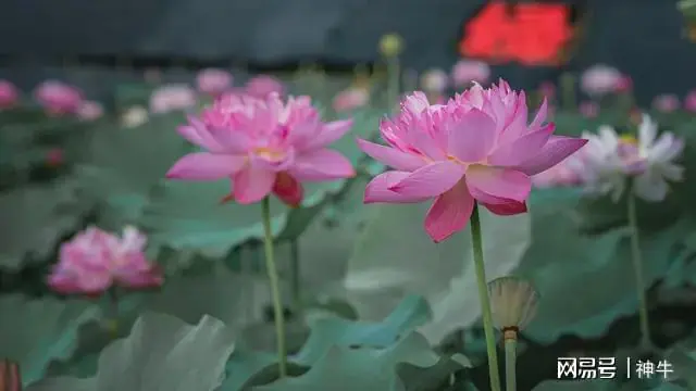 明日六月初一,记得:1衣不穿,2物不吃,4事不做,平安顺利入伏