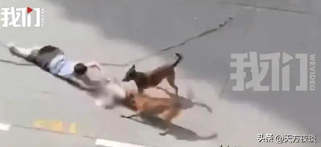 上海小区幼童被两犬疯狂撕咬，母亲趴地舍身相救后续官方通报处置