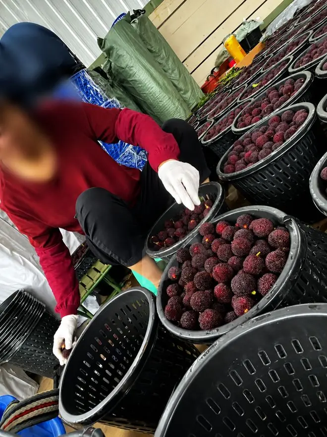 又一水果塌房,泡8000倍甜味剂,一天卖出5000斤,工人:我不敢吃