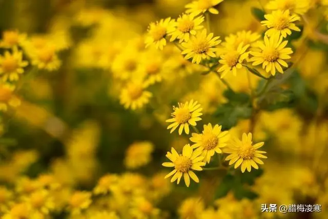 万万没想到，我每个月1520元的退休金，居然成了别人眼里的香饽饽