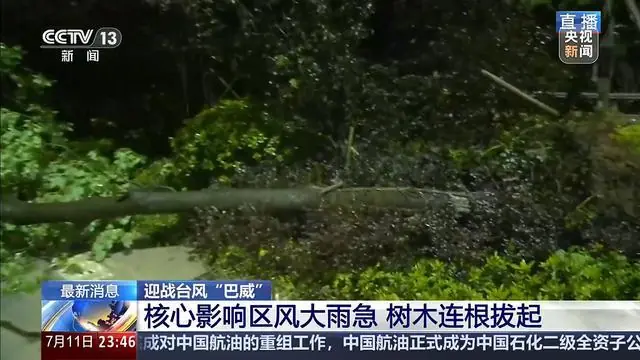 视频丨风大雨急树被连根拔起 记者直击“巴威”影响核心区