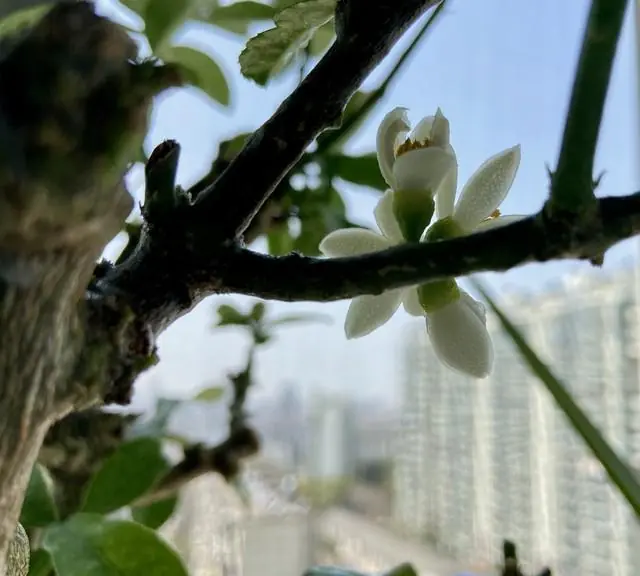 2026出梅时间已定,7月上旬正式告别梅雨,今年盛夏是烤还是蒸