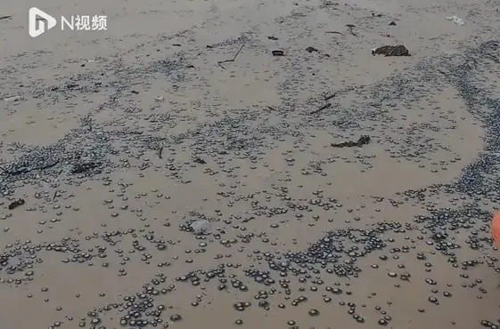 深圳海边大量出现！密密麻麻一大片，紧急提醒：有毒别碰！
